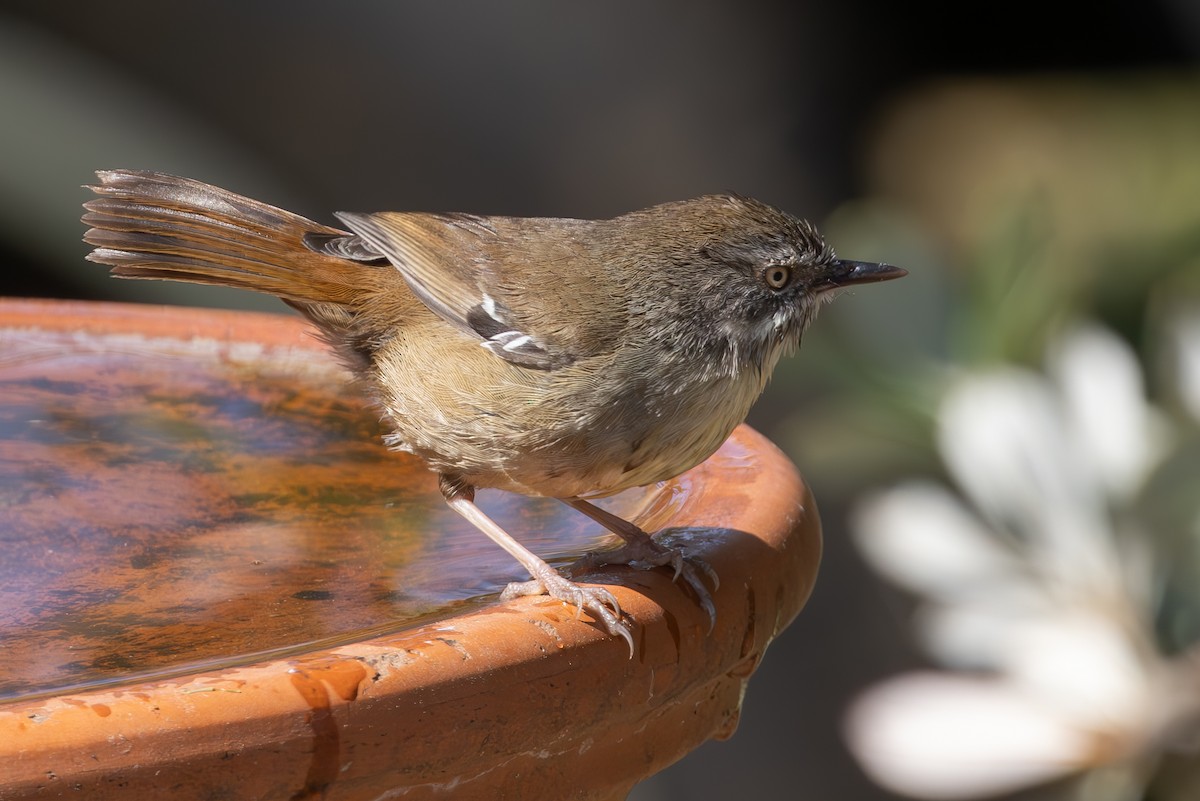 White-browed Scrubwren - ML623692257