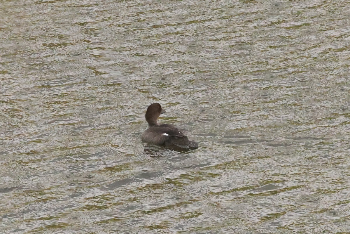 Barrow's Goldeneye - Michael Gallo