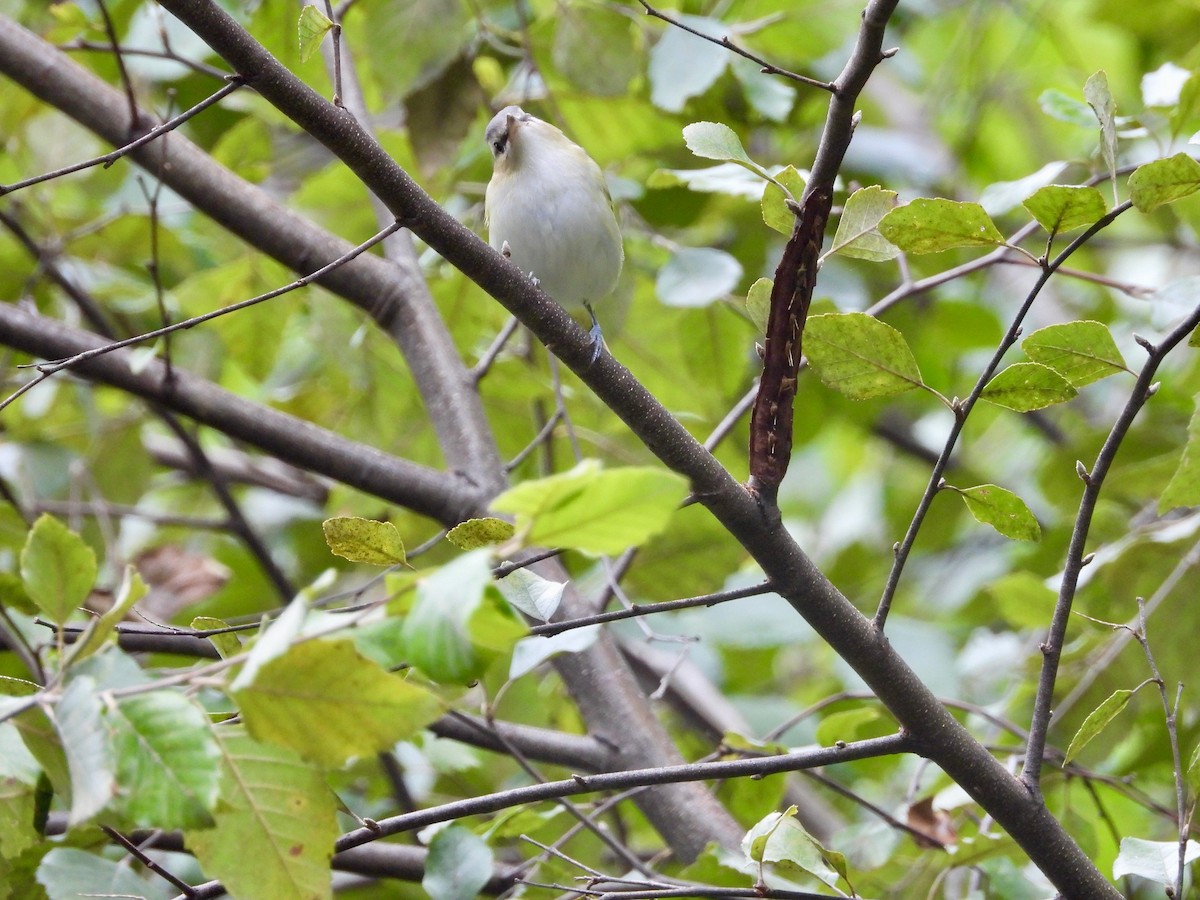 Red-eyed Vireo - ML623692291