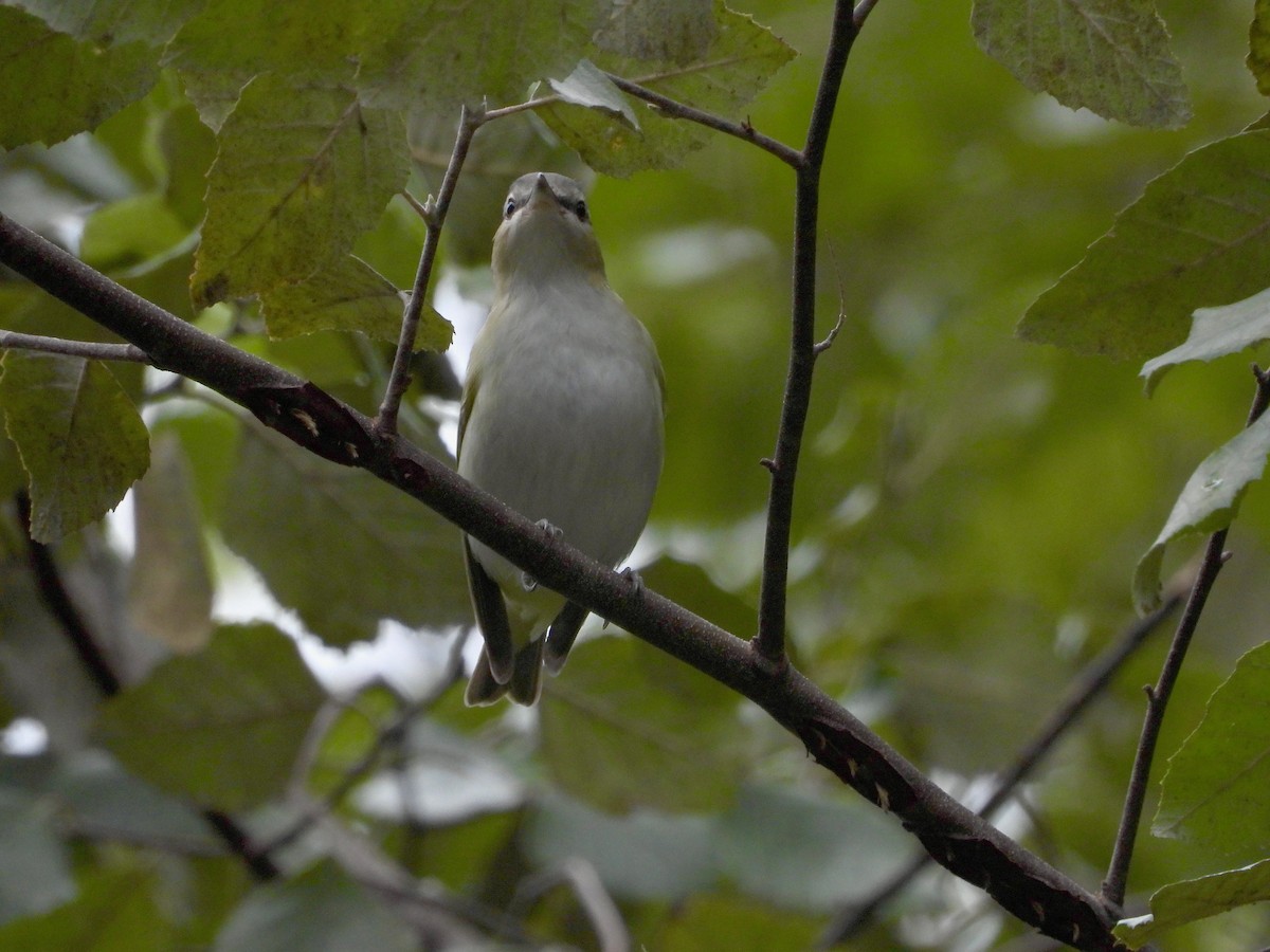 Red-eyed Vireo - ML623692292