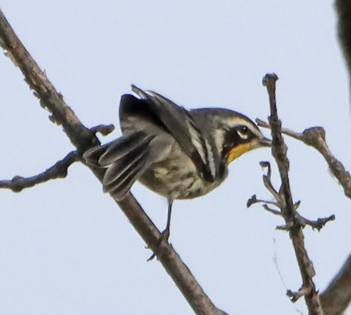 Yellow-throated Warbler - ML623692316