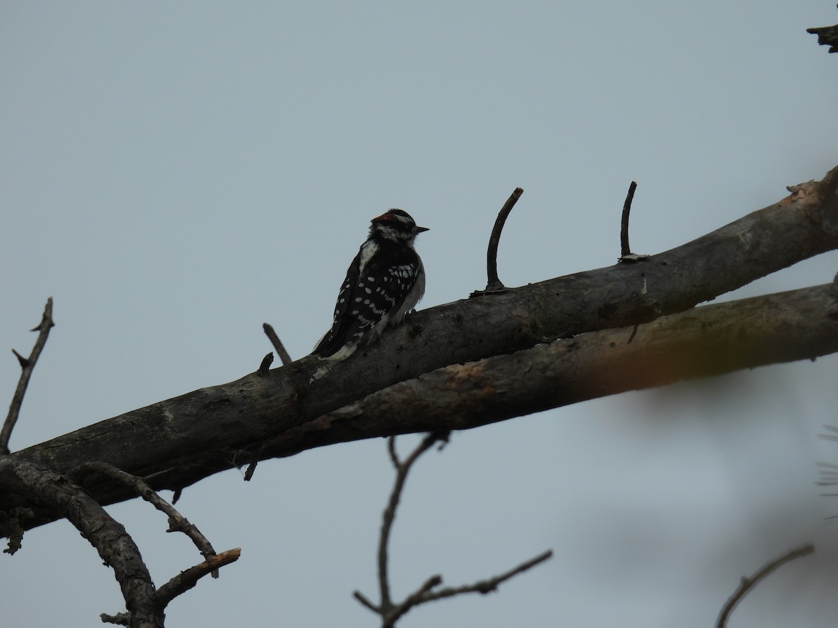 Downy Woodpecker (Eastern) - Liren Varghese