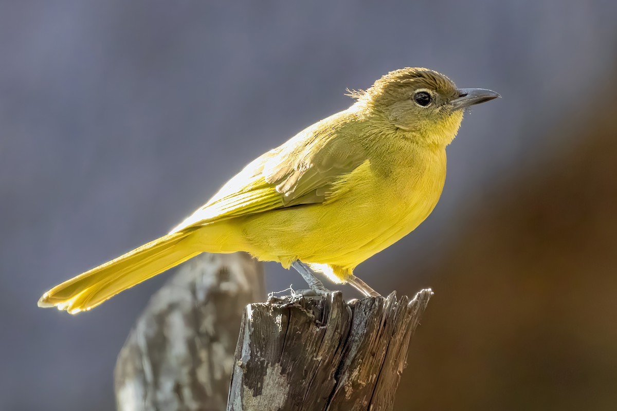 Yellow-bellied Greenbul - ML623692334