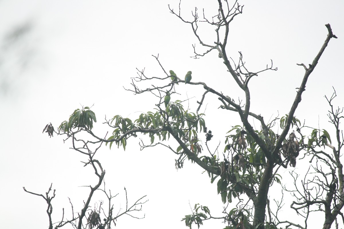 Mexican Parrotlet - ML623692422