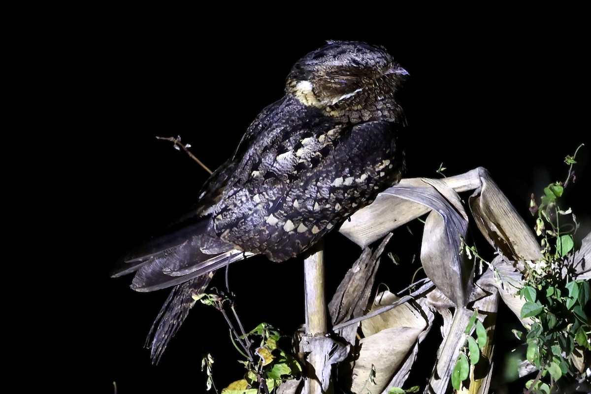 Timor Nightjar - ML623692429