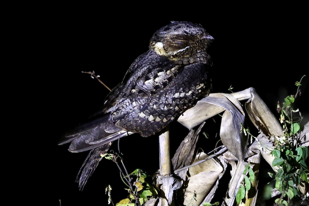 Timor Nightjar (undescribed form) - ML623692429