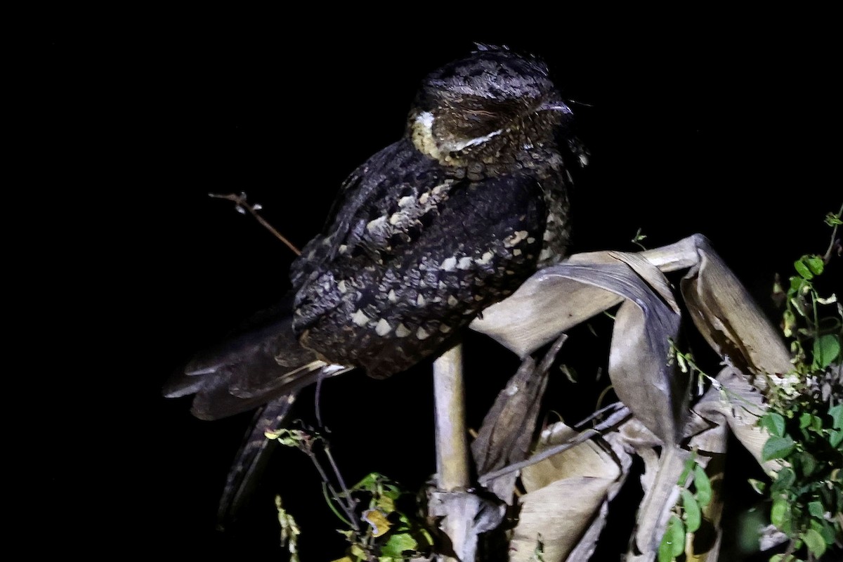 Timor Nightjar - ML623692430