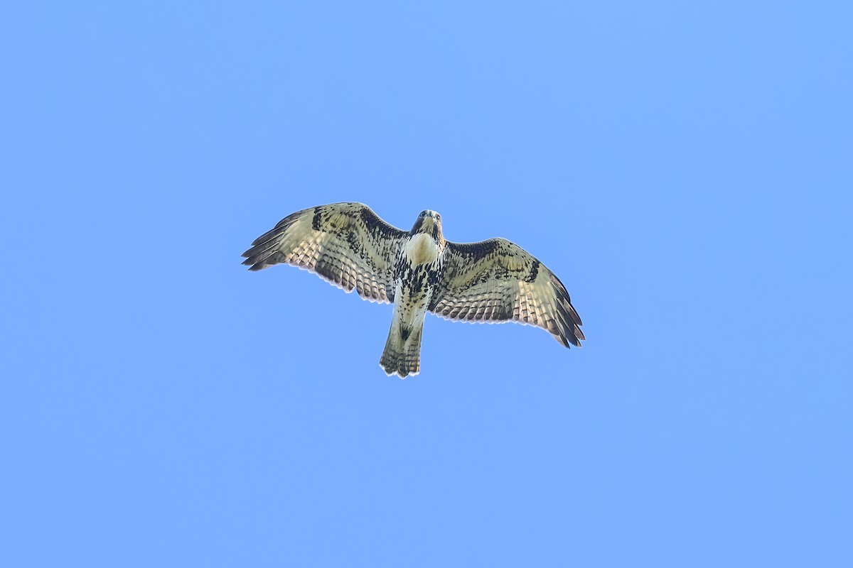 Red-tailed Hawk - ML623692446