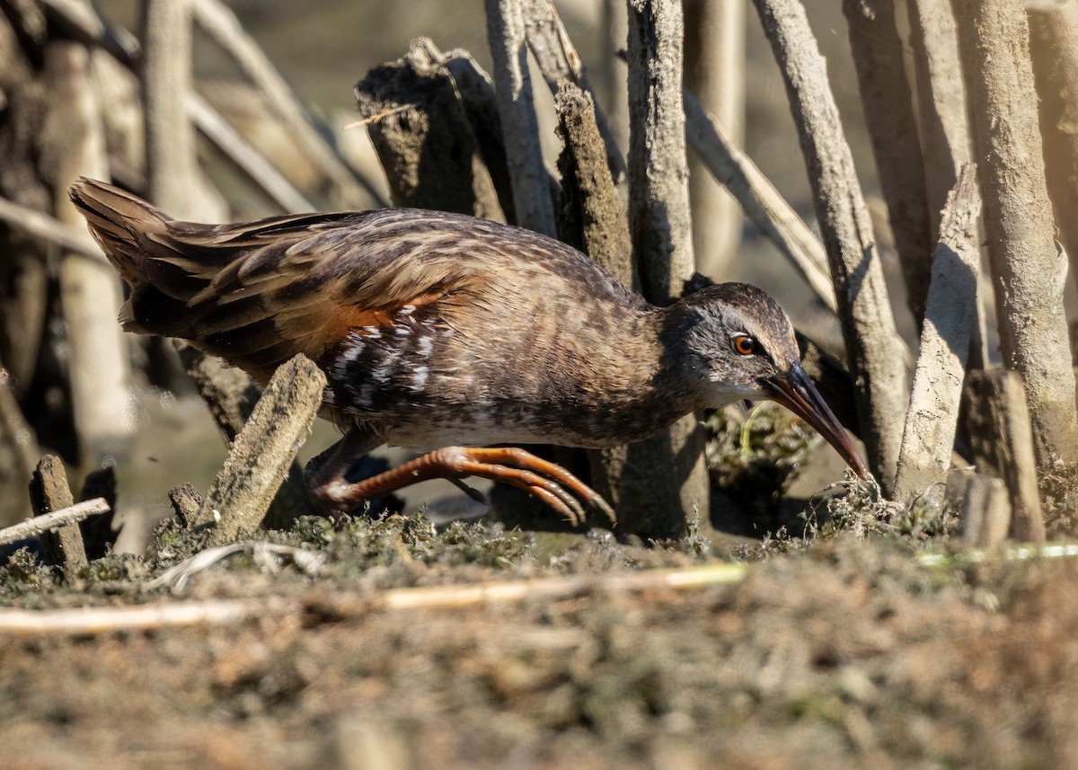 Virginia Rail - ML623692464