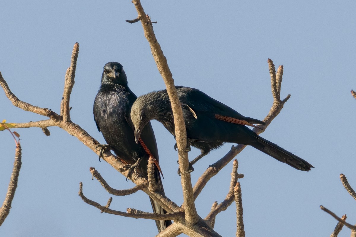 Red-winged Starling - ML623692476