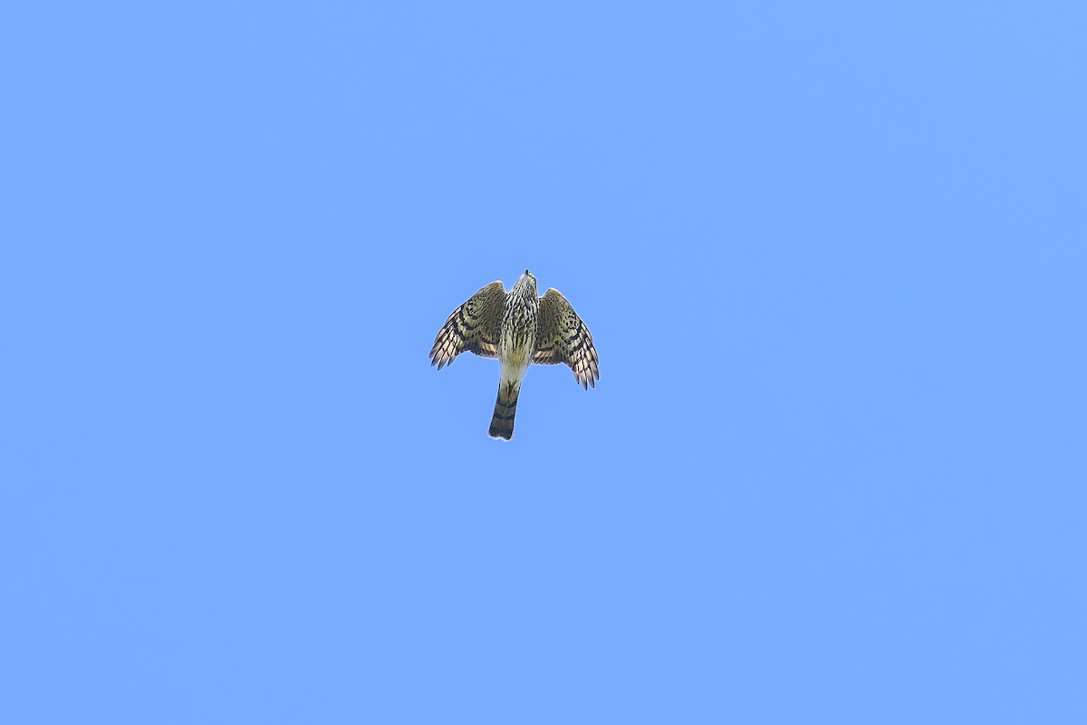 Sharp-shinned Hawk - ML623692477