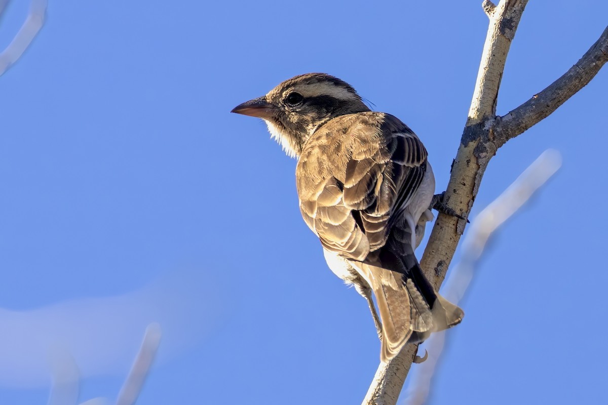 Yellow-throated Bush Sparrow - Dave Addison