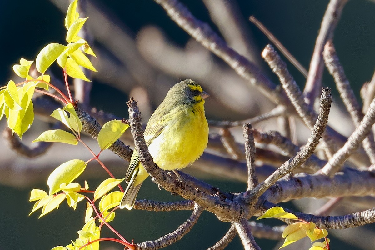 Yellow-fronted Canary - ML623692479