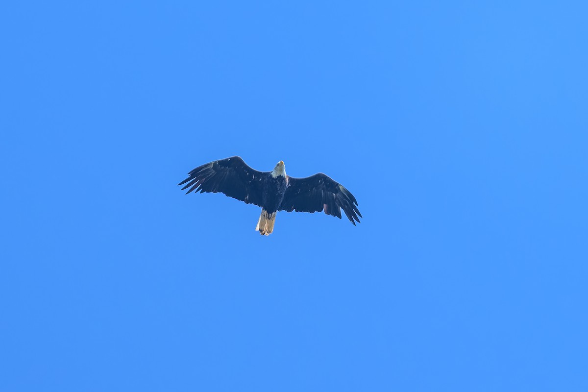 Bald Eagle - ML623692480