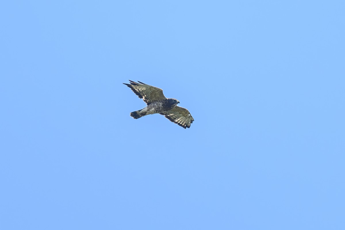 Broad-winged Hawk - ML623692481