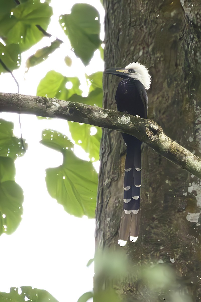 Western Long-tailed Hornbill - ML623692488