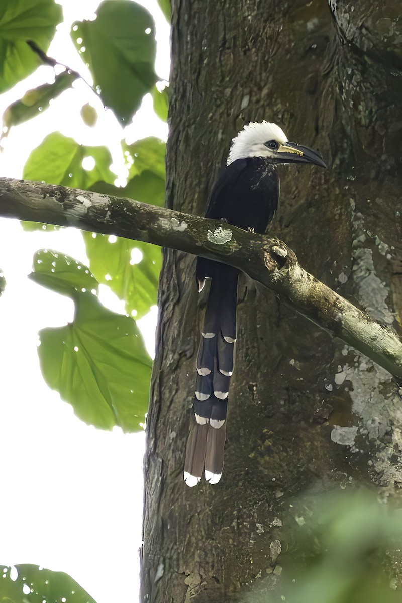 Western Long-tailed Hornbill - ML623692492