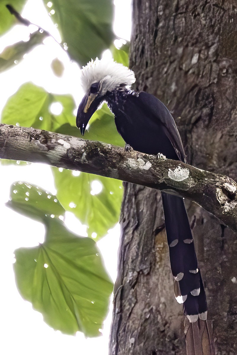 Western Long-tailed Hornbill - ML623692494