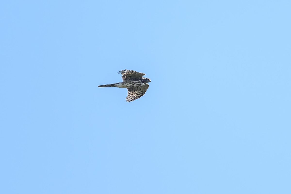 Sharp-shinned Hawk - ML623692499