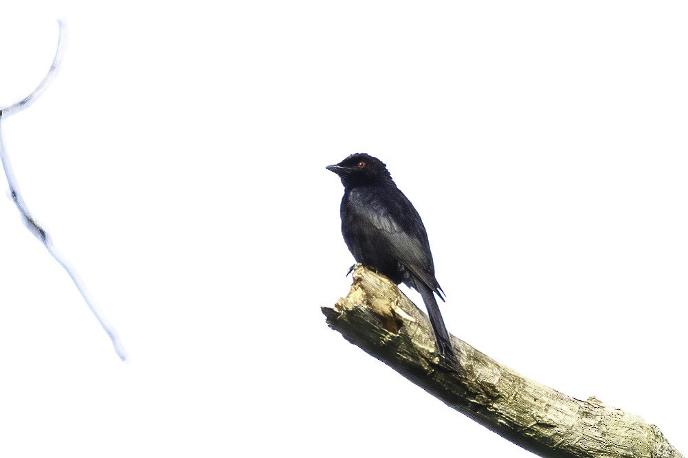 Kadife Sırtlı Drongo (atactus) - ML623692524