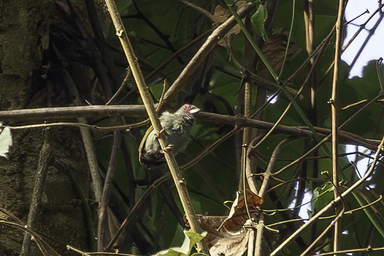 African Piculet - ML623692527