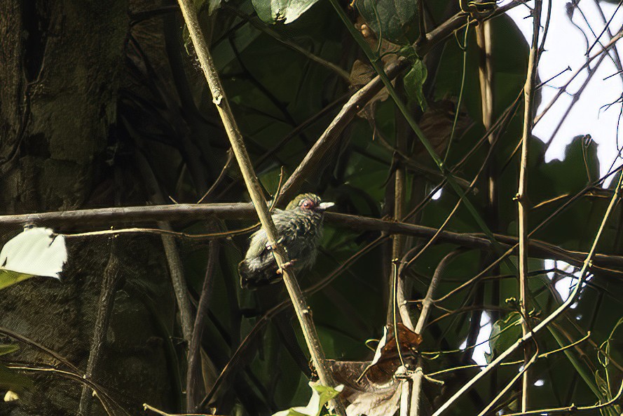 African Piculet - ML623692528