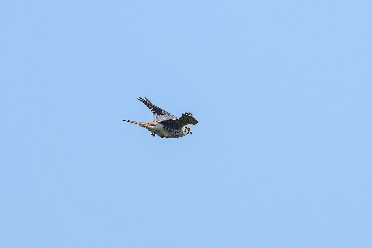 American Kestrel - ML623692530