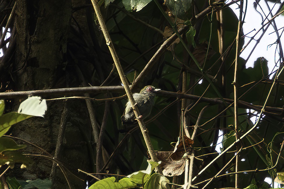 African Piculet - ML623692533