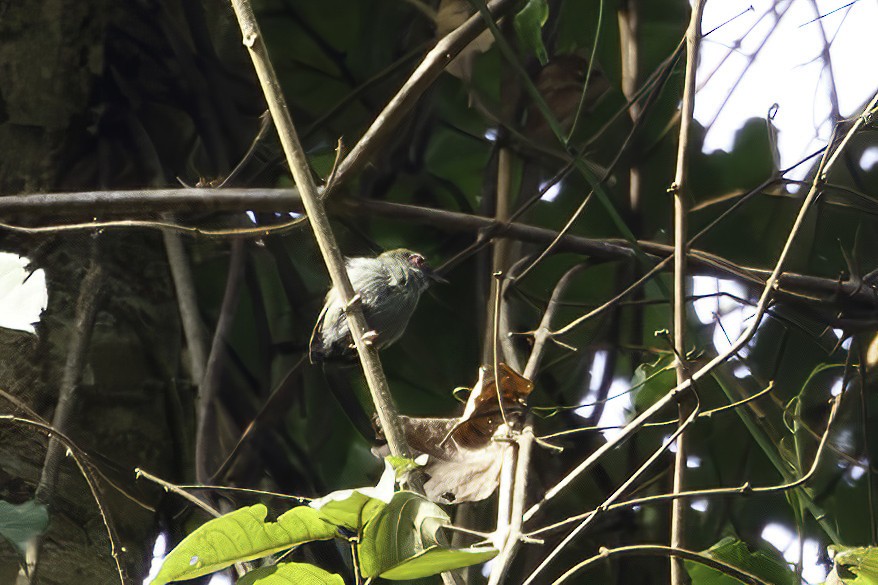 African Piculet - ML623692534