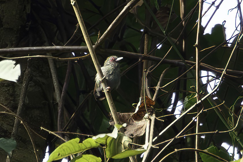 African Piculet - ML623692537