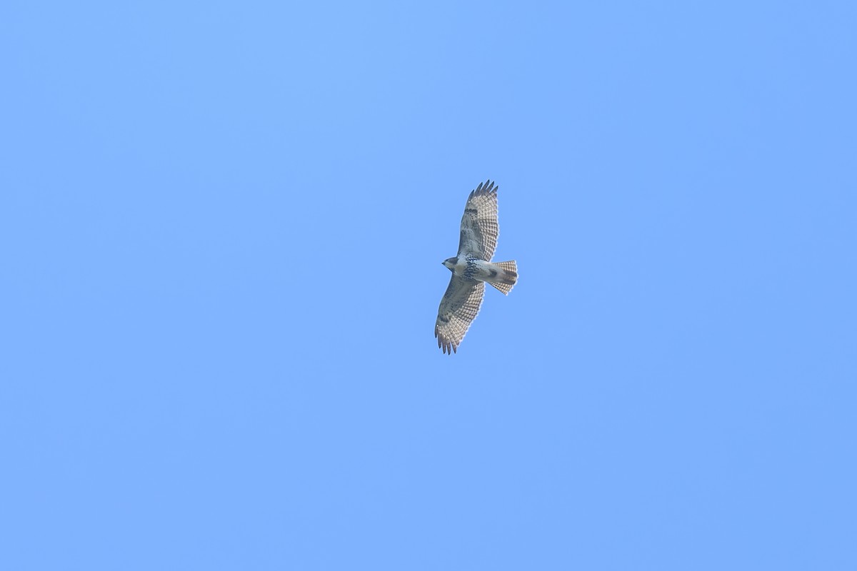 Red-tailed Hawk - ML623692542