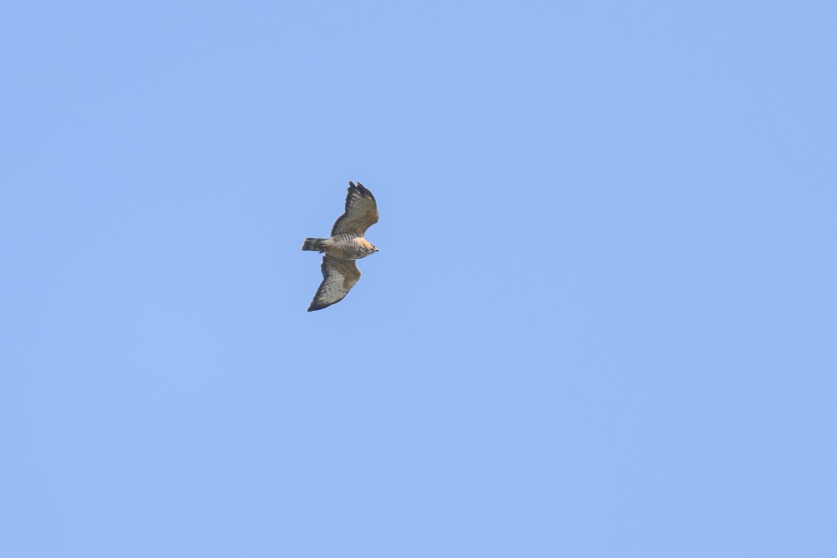 Broad-winged Hawk - ML623692547