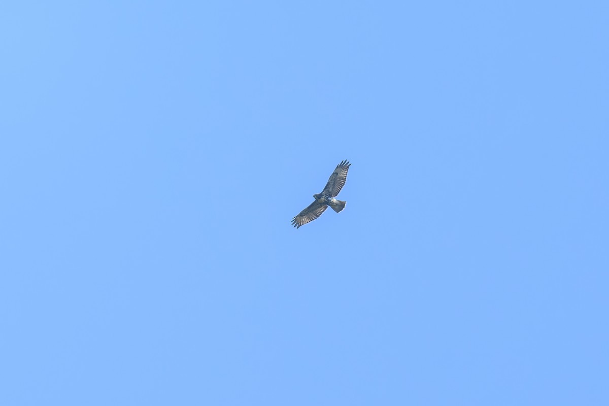 Red-tailed Hawk - ML623692559