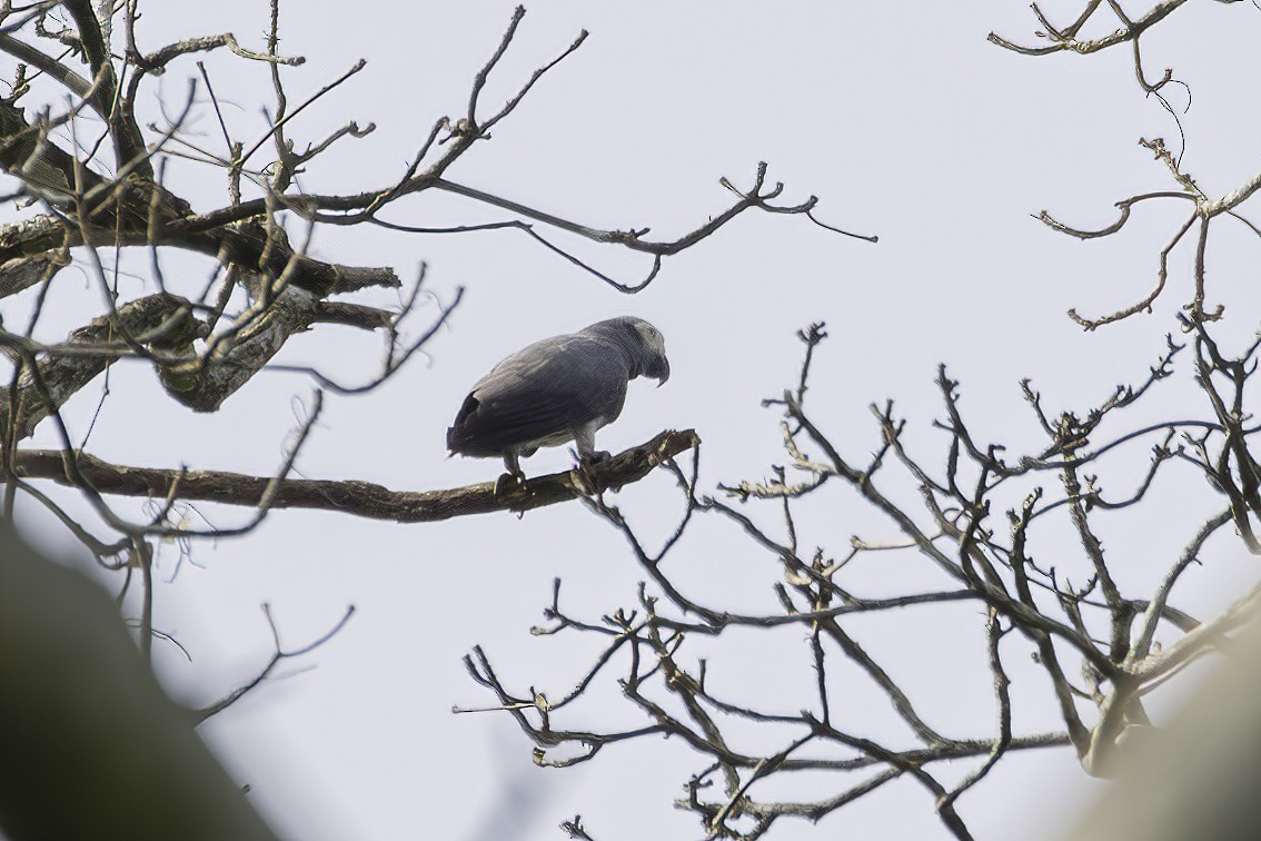 papoušek žako (ssp. erithacus) - ML623692561