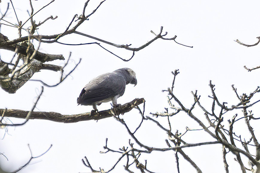 papoušek žako (ssp. erithacus) - ML623692566