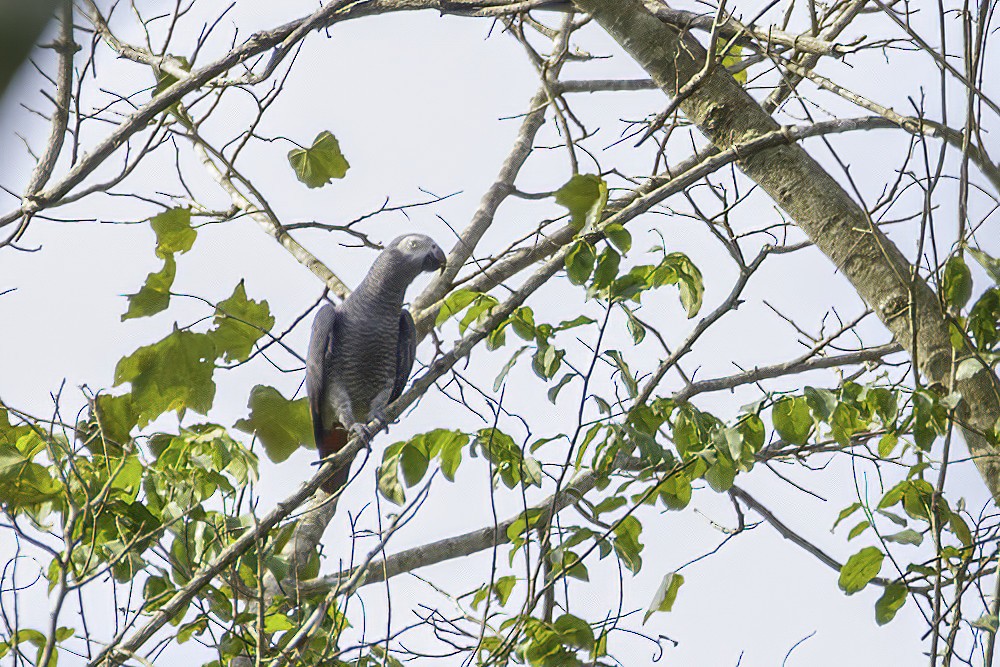 papoušek žako (ssp. erithacus) - ML623692567