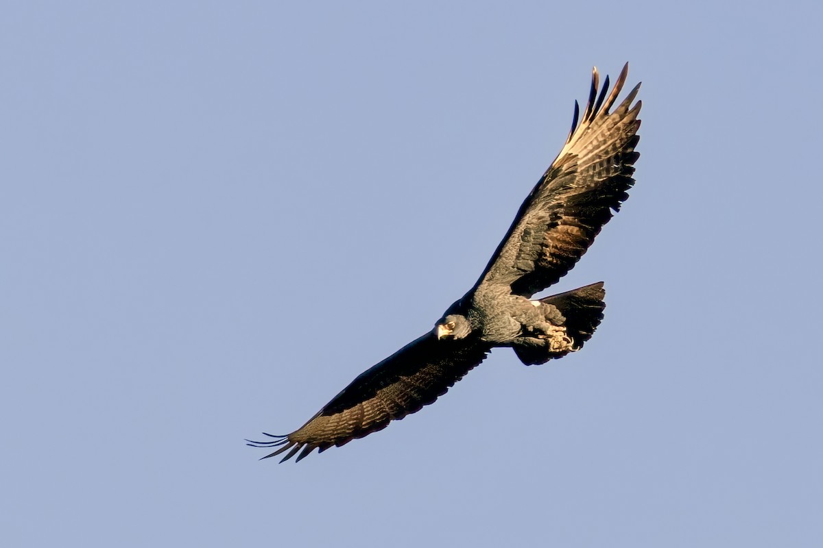 Verreaux's Eagle - ML623692569