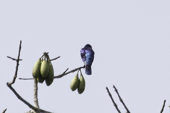 Splendid Starling - ML623692580