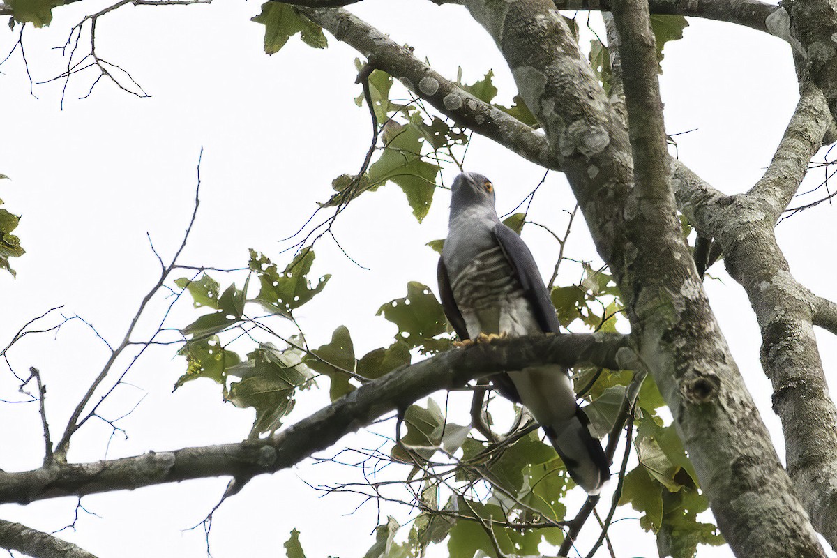 African Cuckoo-Hawk - ML623692582