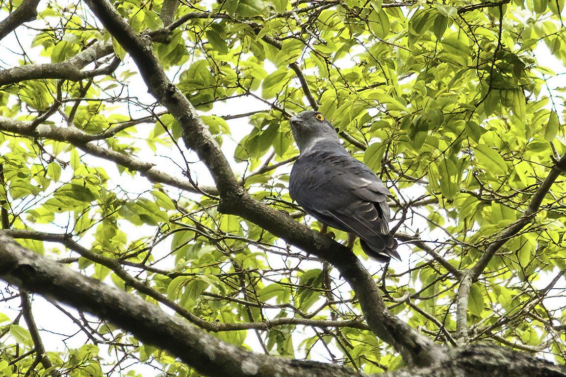 African Cuckoo-Hawk - ML623692585