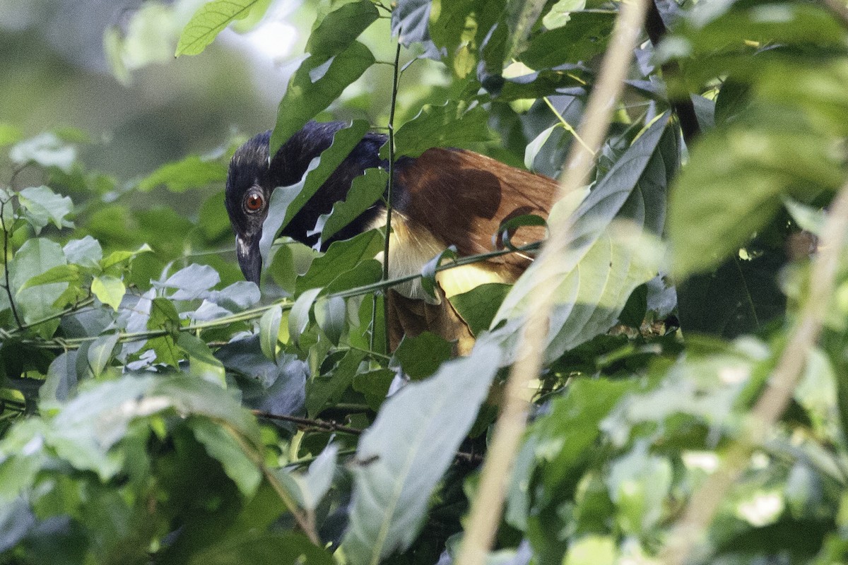 Coucal à ventre blanc - ML623692618