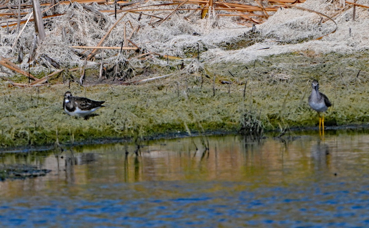 Ruddy Turnstone - ML623692632