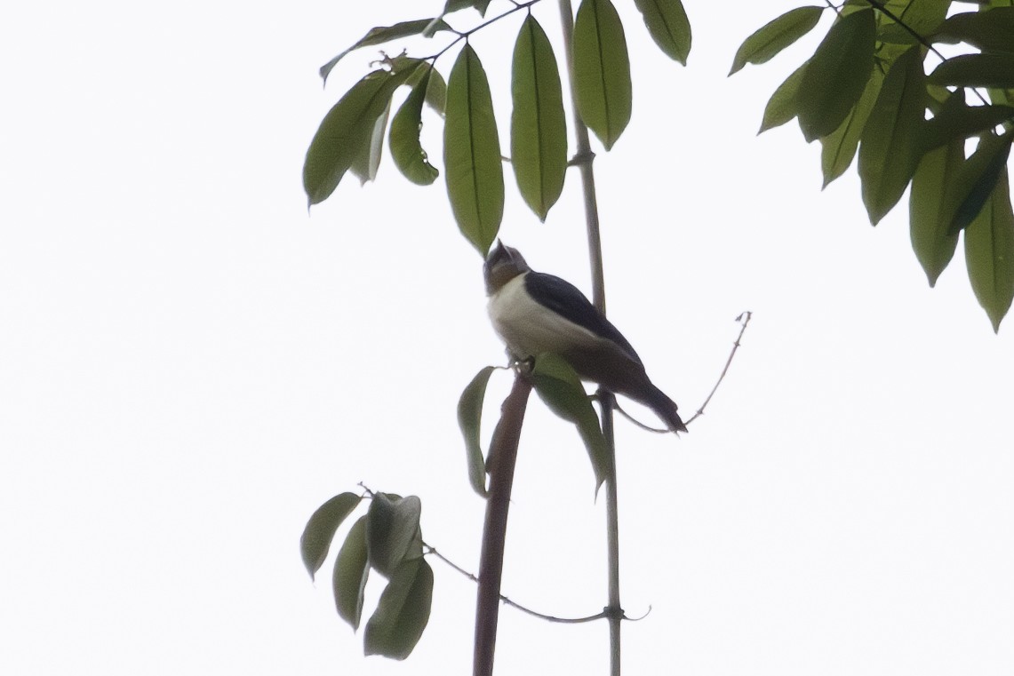 African Forest-Flycatcher (Western) - ML623692640