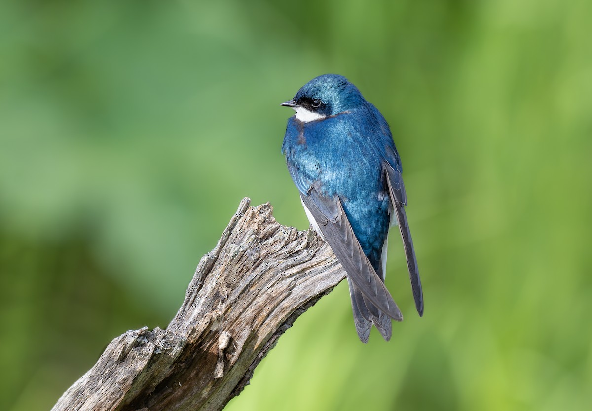 Tree Swallow - ML623692667