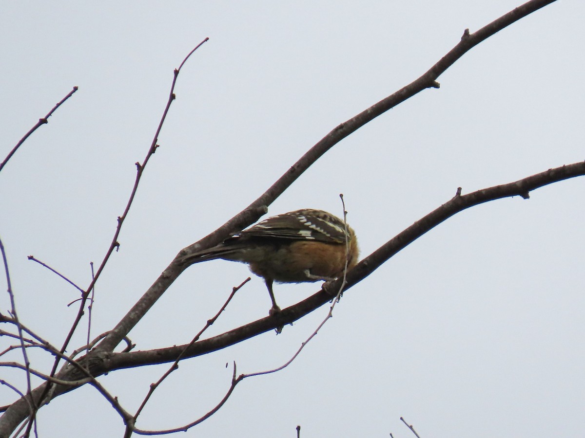 Black-headed Grosbeak - ML623692725