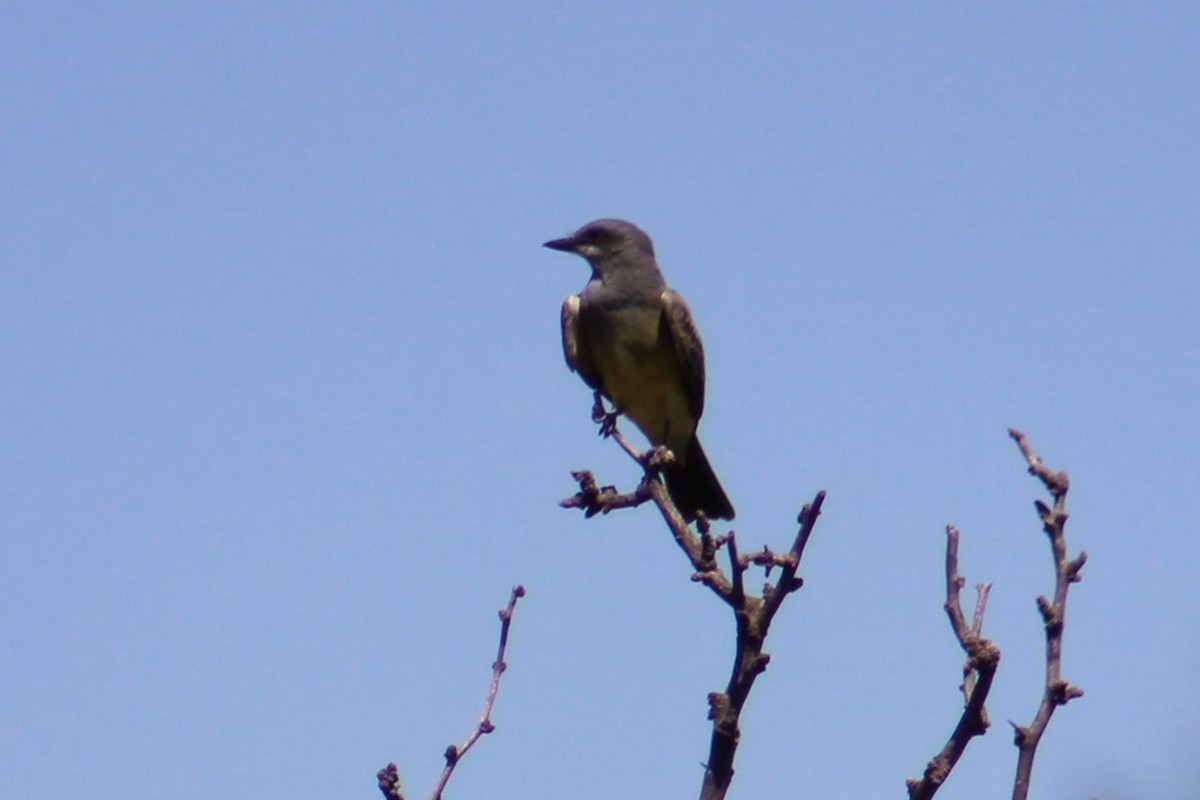 Cassin's Kingbird - ML623692764