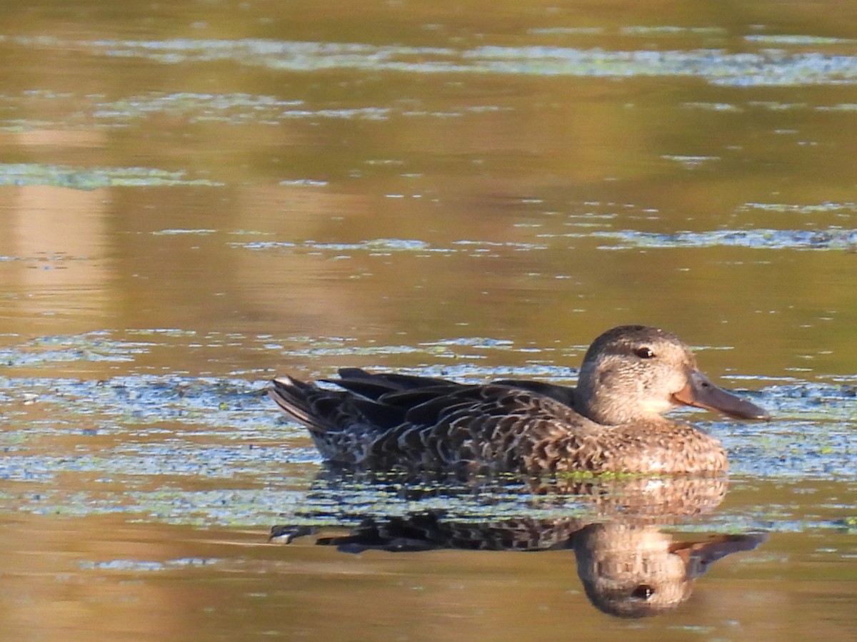 Blue-winged Teal - ML623692829