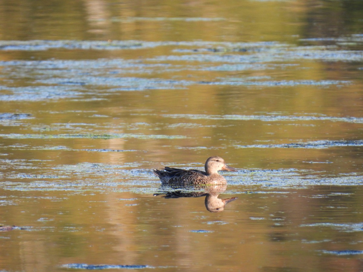 Blue-winged Teal - ML623692830