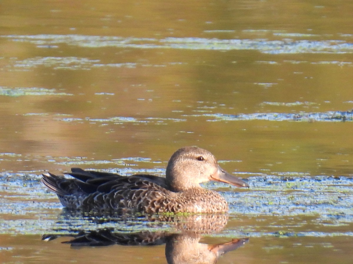Blue-winged Teal - ML623692831
