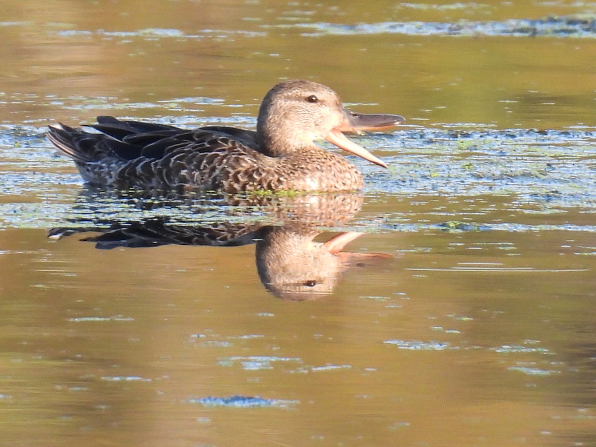 Blue-winged Teal - ML623692832